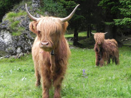 Bovini inglesi al Maso di Luciano (38973 bytes)